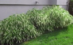 Henry's Garnet Virginia Sweetspire (Itea) - 7 Gallon Pot -Garden Plants Shop Itea Henrys Garnet 15