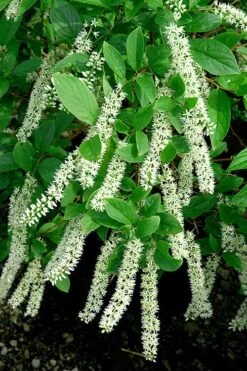 Henry's Garnet Virginia Sweetspire (Itea) - 7 Gallon Pot -Garden Plants Shop Itea Henrys Garnet 21