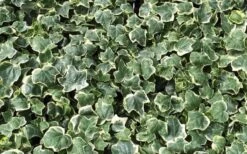 Anne Marie White Variegated Ivy (Hedera Helix) - 6 Pack Of 2.5" Pots 11 Anne Marie White Variegated Ivy (Hedera Helix) - 6 Pack Of 2.5" Pots -Garden Plants Shop Ivy Anne Marie