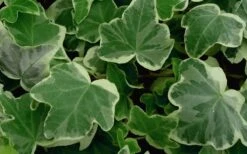 Anne Marie White Variegated Ivy (Hedera Helix) - 6 Pack Of 2.5" Pots 10 Anne Marie White Variegated Ivy (Hedera Helix) - 6 Pack Of 2.5" Pots -Garden Plants Shop Ivy Anne Marie 50