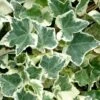 Anne Marie White Variegated Ivy (Hedera Helix) - 6 Pack Of 2.5" Pots -Garden Plants Shop Ivy Anne Marie 500x750 1