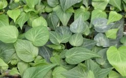 Teardrop Ivy (Hedera Helix) - 10 Pack Of Pint Pots -Garden Plants Shop Ivy Tear Drop
