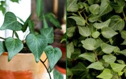 Teardrop Ivy (Hedera Helix) - 10 Pack Of Pint Pots -Garden Plants Shop Ivy Tear Drop Combo