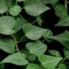Teardrop Ivy (Hedera Helix) - 10 Pack Of Pint Pots -Garden Plants Shop Ivy Teardrop 500x750 2