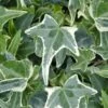 Variegated Needlepoint Ivy (Hedera Helix) - 10 Pack Of Pint Pots 1 Variegated Needlepoint Ivy (Hedera Helix) - 10 Pack Of Pint Pots -Garden Plants Shop Ivy Variegated Needlepoint