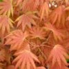 Autumn Moon Japanese Maple - 3 Gallon Pot (2.5 To 3.5') -Garden Plants Shop Japanese Maple Autumn Moon 2