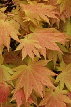 Autumn Moon Japanese Maple - 3 Gallon Pot (2.5 To 3.5') 12 Autumn Moon Japanese Maple - 3 Gallon Pot (2.5 To 3.5') -Garden Plants Shop Japanese Maple Autumn Moon 3