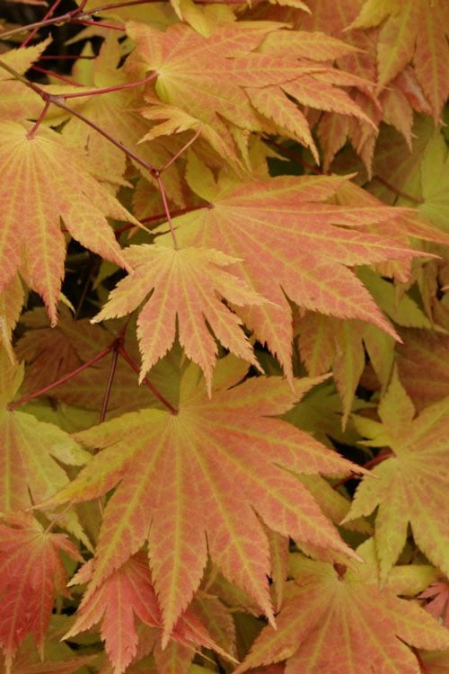 Autumn Moon Japanese Maple - 3 Gallon Pot (2.5 To 3.5') 6 Autumn Moon Japanese Maple - 3 Gallon Pot (2.5 To 3.5') - Image 4