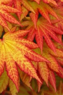 Autumn Moon Japanese Maple - 3 Gallon Pot (2.5 To 3.5') 13 Autumn Moon Japanese Maple - 3 Gallon Pot (2.5 To 3.5') -Garden Plants Shop Japanese Maple Autumn Moon 4