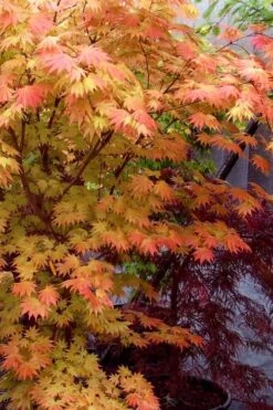 Autumn Moon Japanese Maple - 3 Gallon Pot (2.5 To 3.5') 15 Autumn Moon Japanese Maple - 3 Gallon Pot (2.5 To 3.5') -Garden Plants Shop Japanese Maple Autumn Moon 7