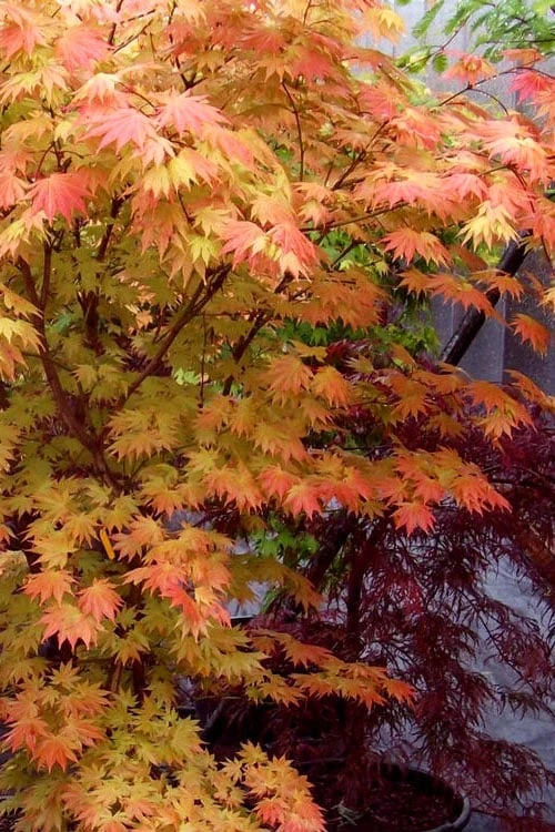 Autumn Moon Japanese Maple - 3 Gallon Pot (2.5 To 3.5') 9 Autumn Moon Japanese Maple - 3 Gallon Pot (2.5 To 3.5') - Image 7