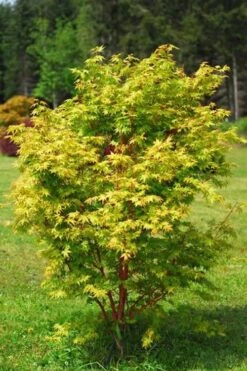 Beni Kawa Coral Bark Japanese Maple - 3 Gallon Pot -Garden Plants Shop Japanese Maple Beni Kawa 1