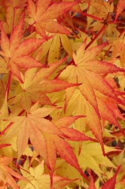 Beni Kawa Coral Bark Japanese Maple - 3 Gallon Pot -Garden Plants Shop Japanese Maple Beni Kawa 2
