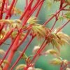 Beni Kawa Coral Bark Japanese Maple - 3 Gallon Pot -Garden Plants Shop Japanese Maple Beni Kawa 3