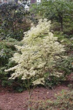 Butterfly Japanese Maple - 5 Gallon Pot -Garden Plants Shop Japanese Maple Butterfly 1 1