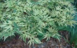 Butterfly Japanese Maple - 2 Gallon Pot -Garden Plants Shop Japanese Maple Butterfly 3