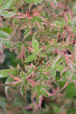 Butterfly Japanese Maple - 2 Gallon Pot -Garden Plants Shop Japanese Maple Butterfly 4