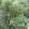 Butterfly Japanese Maple - 2 Gallon Pot -Garden Plants Shop Japanese Maple Butterfly 5