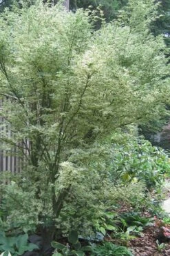 Orido Nishiki Pink Variegated Japanese Maple - 5 Gallon Pot 13 Orido Nishiki Pink Variegated Japanese Maple - 5 Gallon Pot -Garden Plants Shop Japanese Maple Butterfly 5 2