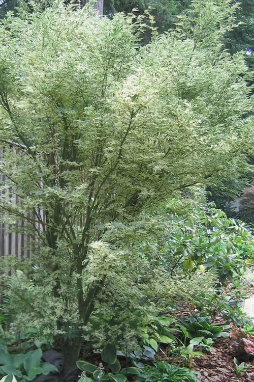 Orido Nishiki Pink Variegated Japanese Maple - 5 Gallon Pot 8 Orido Nishiki Pink Variegated Japanese Maple - 5 Gallon Pot - Image 6