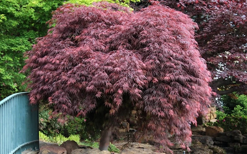 Crimson Queen Dwarf Japanese Maple (High Graft Tree Form) - 2 Gallon Pot 9 Crimson Queen Dwarf Japanese Maple (High Graft Tree Form) - 2 Gallon Pot - Image 7