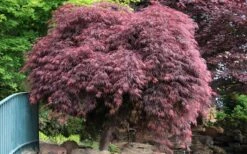 Crimson Queen Dwarf Japanese Maple - 1 Gallon Pot -Garden Plants Shop Japanese Maple Crimson Queen 22