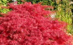 Crimson Queen Dwarf Japanese Maple - 1 Gallon Pot -Garden Plants Shop Japanese Maple Crimson Queen 51 1