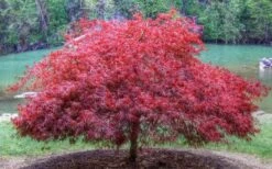 Firefall Lace Leaf Japanese Maple - 1 Gallon Pot -Garden Plants Shop Japanese Maple Firefall 1