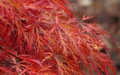 Firefall Lace Leaf Japanese Maple - 1 Gallon Pot -Garden Plants Shop Japanese Maple Firefall 2