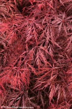 Firefall Lace Leaf Japanese Maple - 1 Gallon Pot -Garden Plants Shop Japanese Maple Firefall 3