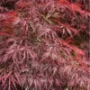 Firefall Lace Leaf Japanese Maple - 1 Gallon Pot -Garden Plants Shop Japanese Maple Firefall 4