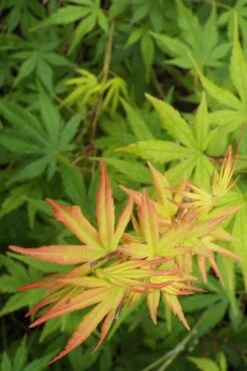 Glowing Embers Japanese Maple - 7 Gallon Pot (5-6') -Garden Plants Shop Japanese Maple Glowing Embers 6