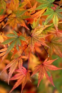 Glowing Embers Japanese Maple - 7 Gallon Pot (5-6') -Garden Plants Shop Japanese Maple Glowing Embers 7