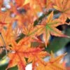 Japanese Sunrise Japanese Maple - 3 Gallon Pot -Garden Plants Shop Japanese Maple Japanese Sunrise Fall 500x700 1