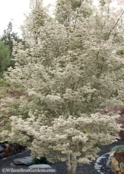 Ukigumo Floating Cloud Ghost Japanese Maple - 5 Gallon Pot -Garden Plants Shop Japanese Maple Okigumo 15