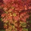 Orange Flame Japanese Maple - 3 Gallon Pot -Garden Plants Shop Japanese Maple Orange Flame 10