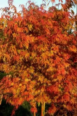 Orange Flame Japanese Maple - 3 Gallon Pot -Garden Plants Shop Japanese Maple Orange Flame 12