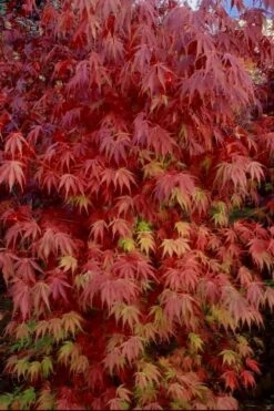 Orange Flame Japanese Maple - 3 Gallon Pot -Garden Plants Shop Japanese Maple Orange Flame 13
