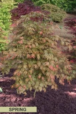 Orange Flame Japanese Maple - 3 Gallon Pot -Garden Plants Shop Japanese Maple Orange Flame Spring Color