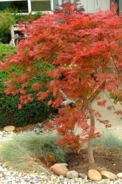 Orangeola Weeping Japanese Maple - 1 Gallon Pot -Garden Plants Shop Japanese Maple Orangeola 1 1