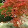 Orangeola Weeping Japanese Maple (High Graft Tree) - 3 Gallon Pot -Garden Plants Shop Japanese Maple Orangeola 1