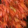 Orangeola Weeping Japanese Maple - 1 Gallon Pot 2 Orangeola Weeping Japanese Maple - 1 Gallon Pot -Garden Plants Shop Japanese Maple Orangeola 2 2