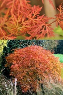 Orangeola Weeping Japanese Maple - 1 Gallon Pot -Garden Plants Shop Japanese Maple Orangeola 3 1