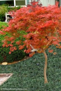 Orangeola Weeping Japanese Maple - 1 Gallon Pot (High Grafted Tree Form) -Garden Plants Shop Japanese Maple Orangeola High Branch 1