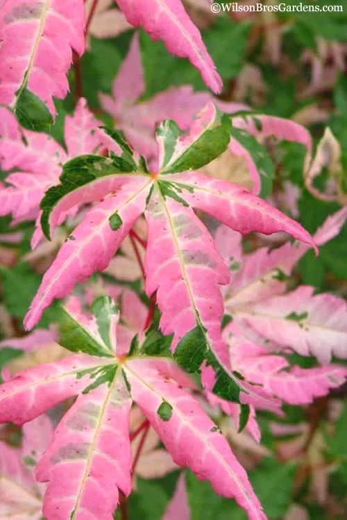 Orido Nishiki Pink Variegated Japanese Maple - 5 Gallon Pot 3 Orido Nishiki Pink Variegated Japanese Maple - 5 Gallon Pot