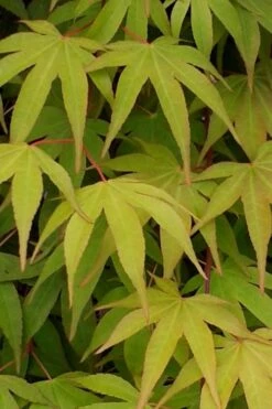 Osakazuki Japanese Maple - 1 Gallon Pot -Garden Plants Shop Japanese Maple Osakazuki 5 1
