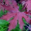 Purple Ghost Japanese Maple - 1 Gallon Pot -Garden Plants Shop Japanese Maple Purple Ghost 1