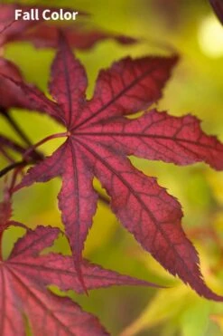 Purple Ghost Japanese Maple - 1 Gallon Pot -Garden Plants Shop Japanese Maple Purple Ghost 3