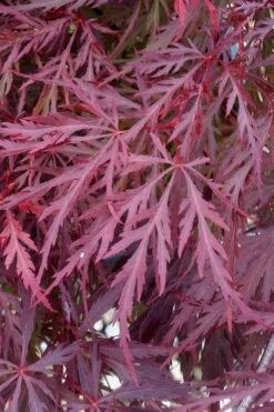 Red Dragon Dwarf Japanese Maple - 1 Gallon Pot -Garden Plants Shop Japanese Maple Red Dragon 11 1