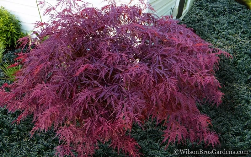 Red Dragon Dwarf Japanese Maple - 3 Gallon Pot 6 Red Dragon Dwarf Japanese Maple - 3 Gallon Pot - Image 4